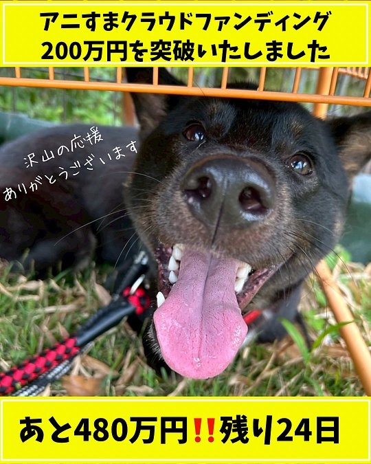 アニすまクラウドファンディング200万円を突破‼️