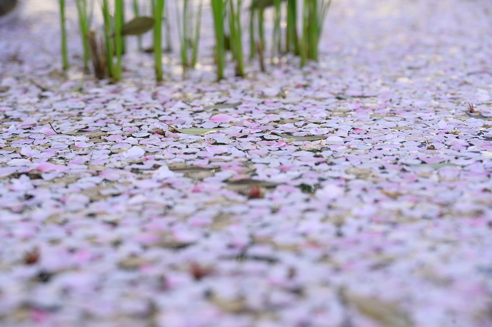 【リターン追加！】ビオトープ見学コース