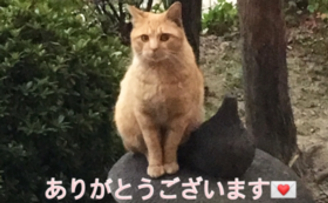 ご支援の全てを資金に大切に使わせていただきます。