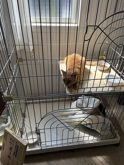 逃走した猫ちゃん