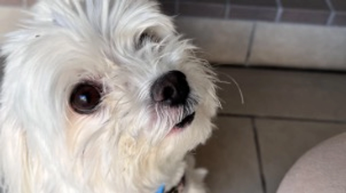 代理支援受付終了