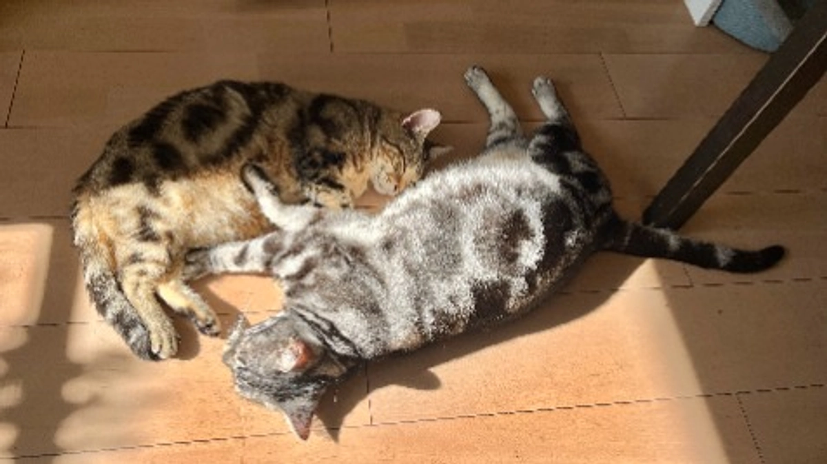 アメショ兄弟の