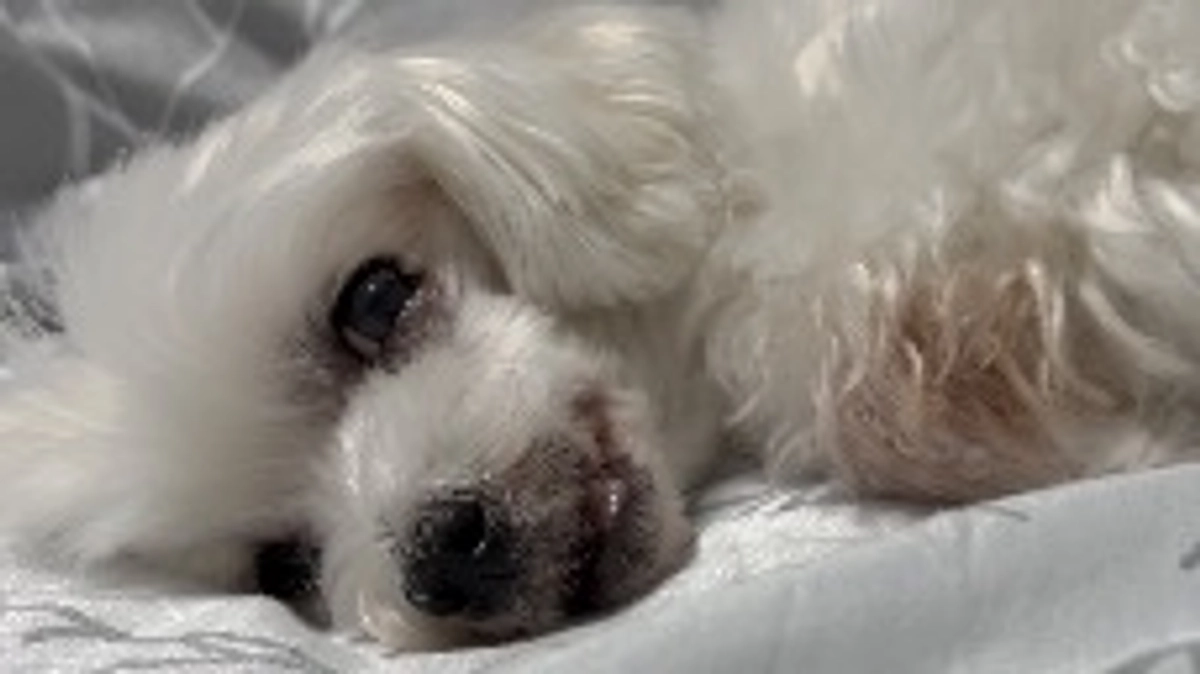 最近のももこの様子🐶