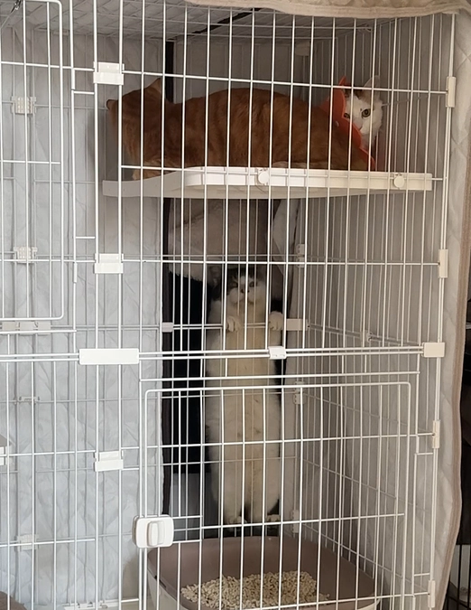 仲良しだったの！？わさお君、まさかの脱走劇！