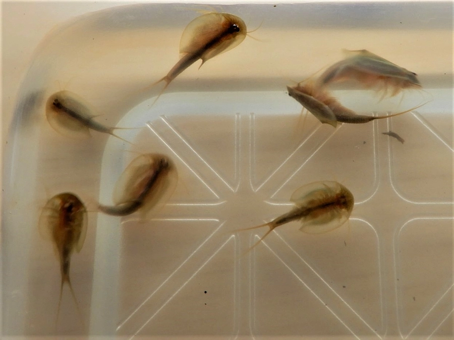 【博物館活動に参加してみませんか⑥】はしかけ「田んぼの生きもの調査グループ」