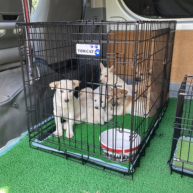 パピーケアボランティアと里親募集の開始