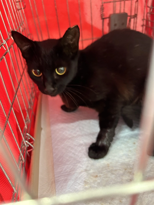 ８月17日土曜日TNR活動ご報告及びご支援お願い🐱