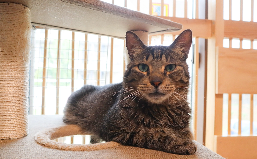 毎月1万円コース