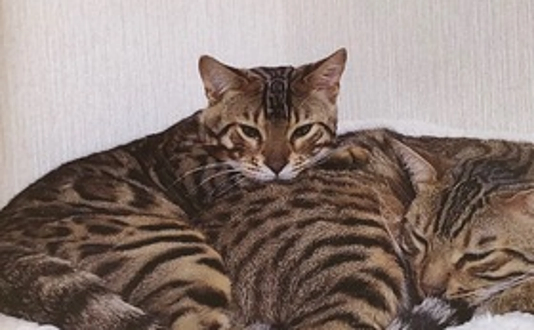 頑張れ‼︎チャイ　2000円コース