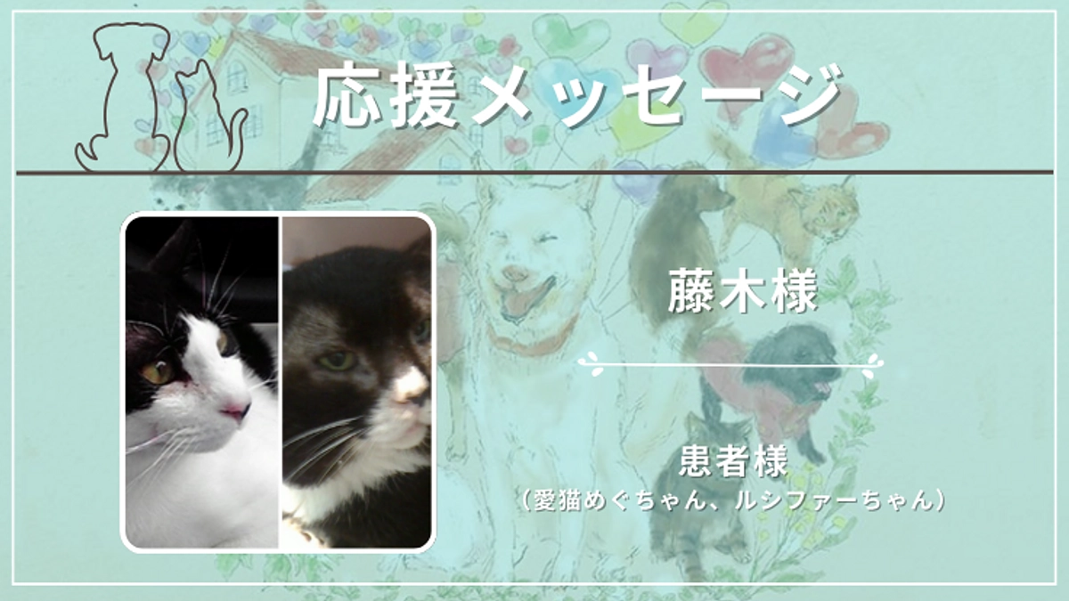 藤木様｜患者様（愛猫めぐちゃん、ルシファーちゃん）から応援メッセージをいただいております！