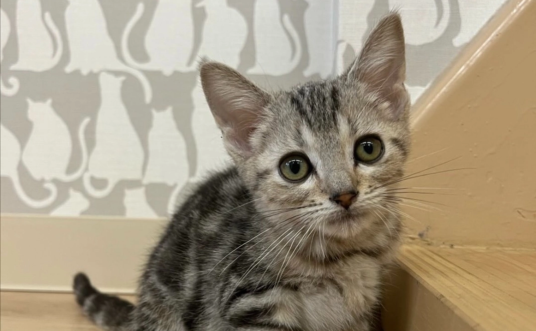 【2000円】感謝のメール、らんまるの写真