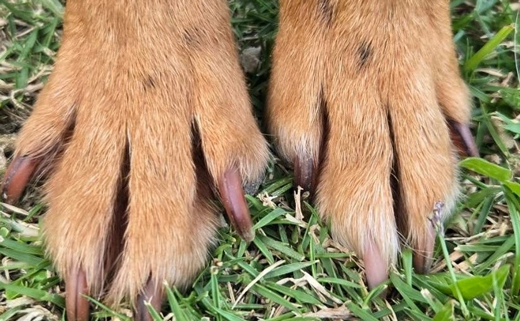 応援ワンコース