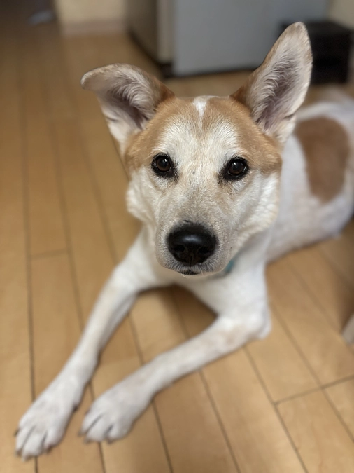 ご支援ありがとうございます