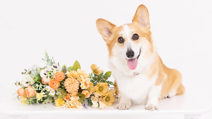 リンパ腫治療中の4歳コーギ優ちゃん、治療費の支援をお願いします。