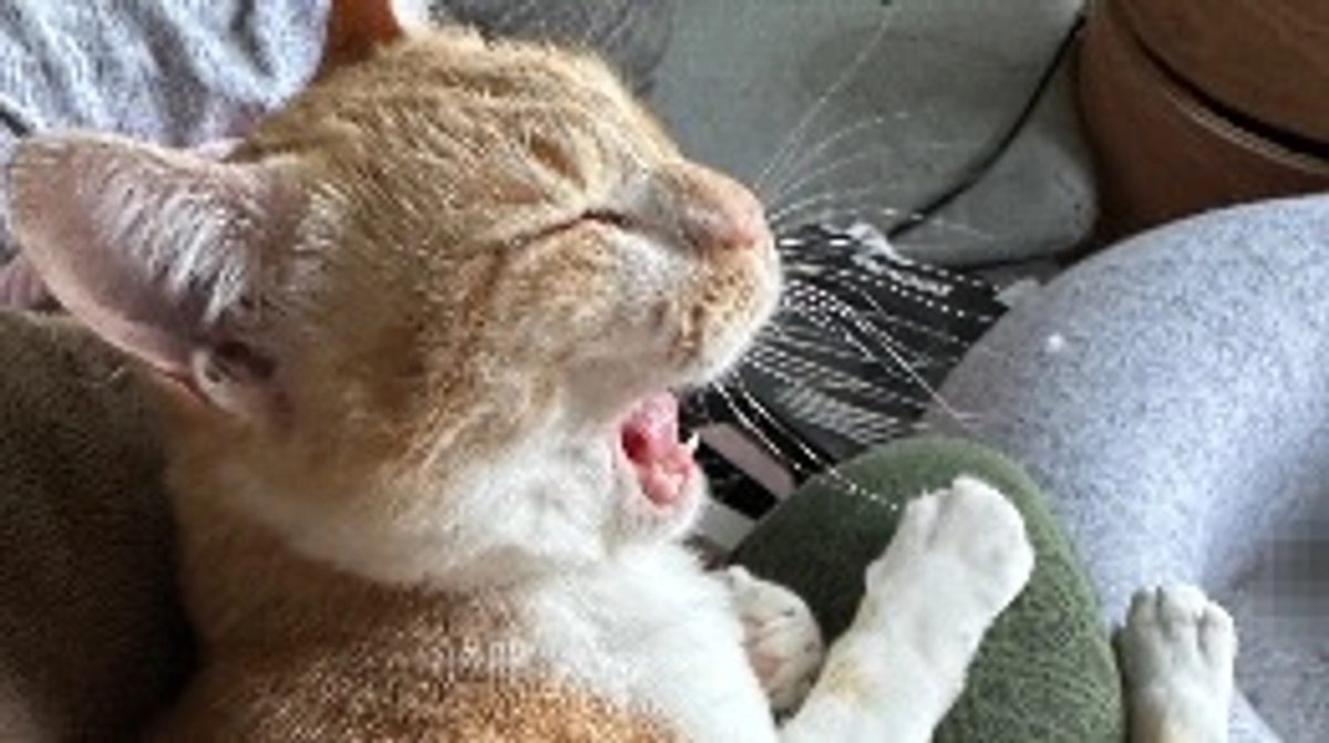 経過観察17日目（5/28）