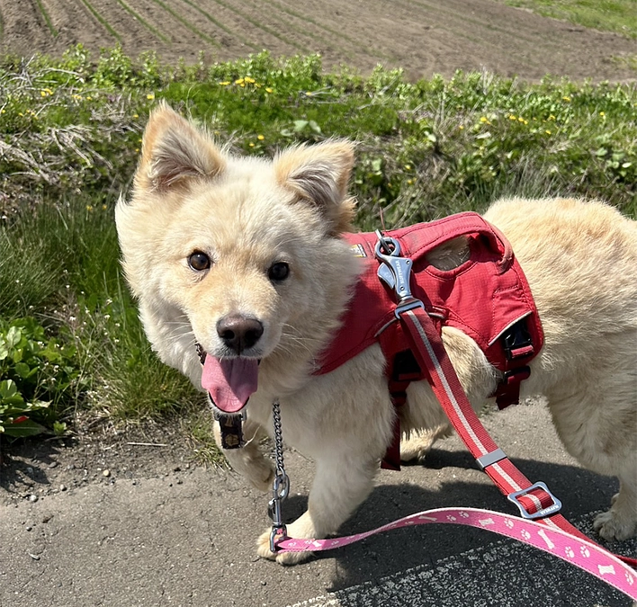 コロッケとの永遠の別れ―2年5か月の記録