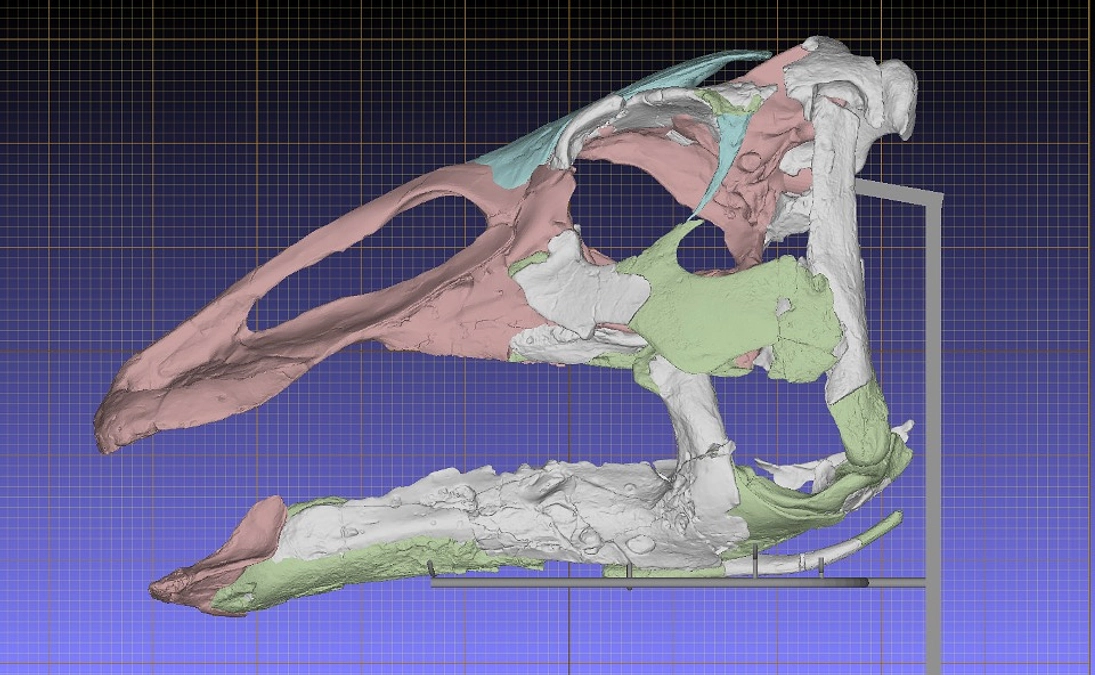 アラスカを渡り北米からやってきた恐竜「カムイサウルス」
