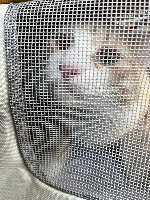 定期検診のご報告