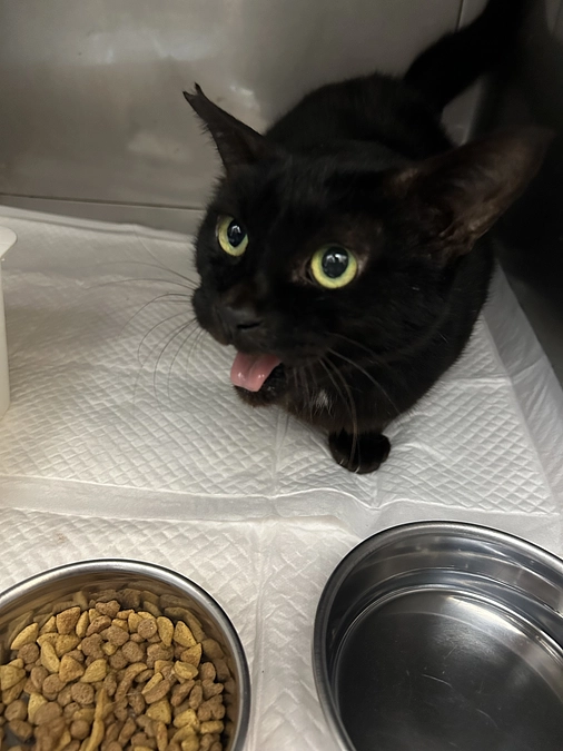 おはぎの闘病日記