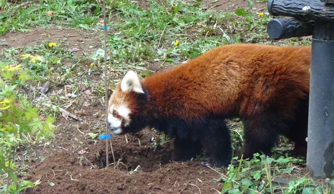 「レッサーパンダ展示場に野イチゴを植栽＋休園日園内ガイドコース」実施報告