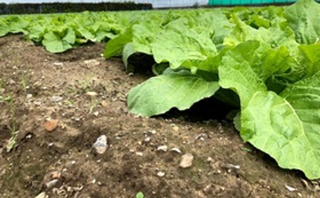 石川県立大学で生産した農作物（小）