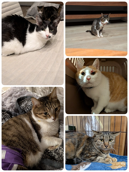 5匹の医療について