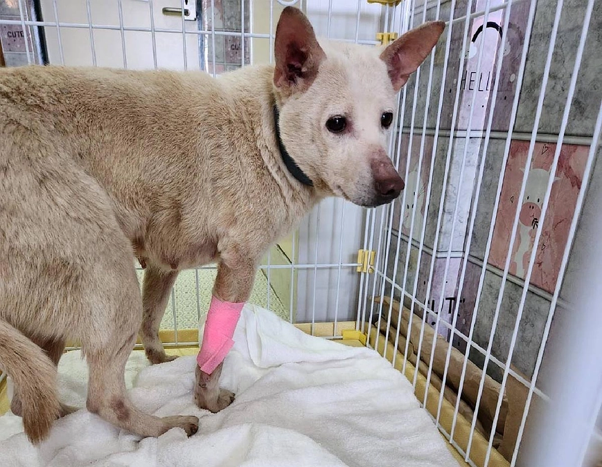 【25日までに目指せ200万円！】多頭飼育で困っている犬を引き取ることになりました。