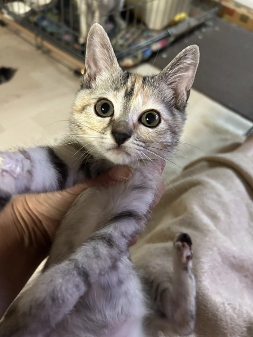 【この１週間はまず５０%目指して】両肺のダメージ大きかった　わたげちゃん