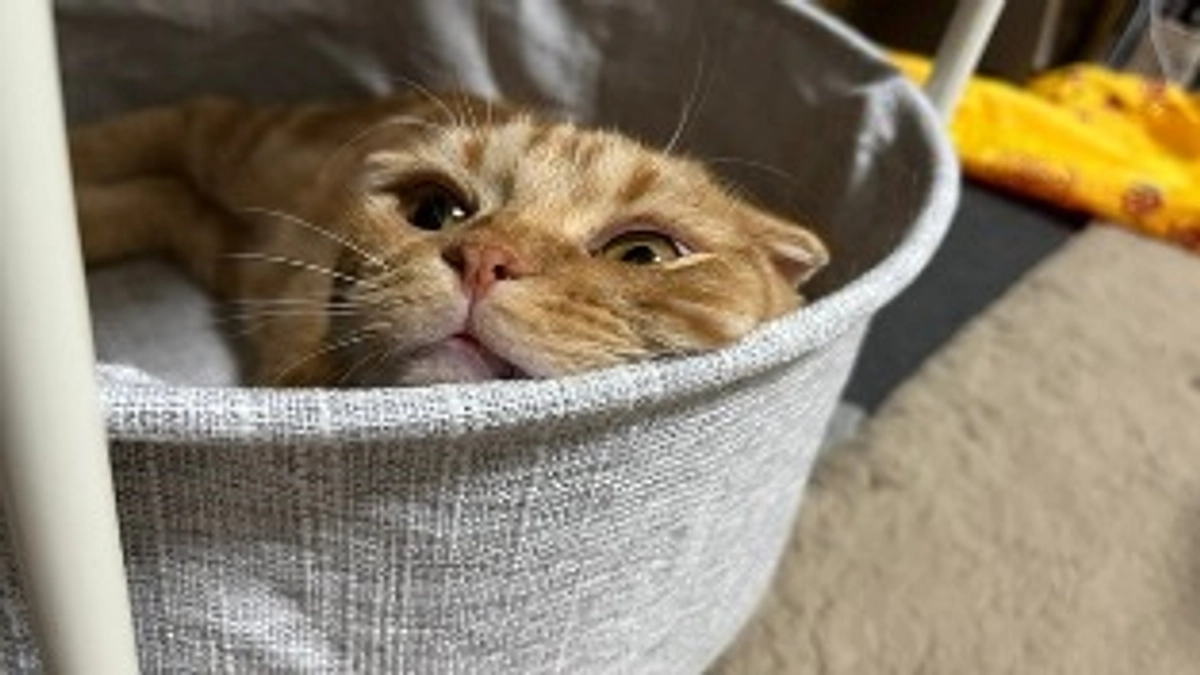 FIP経過観察19日目