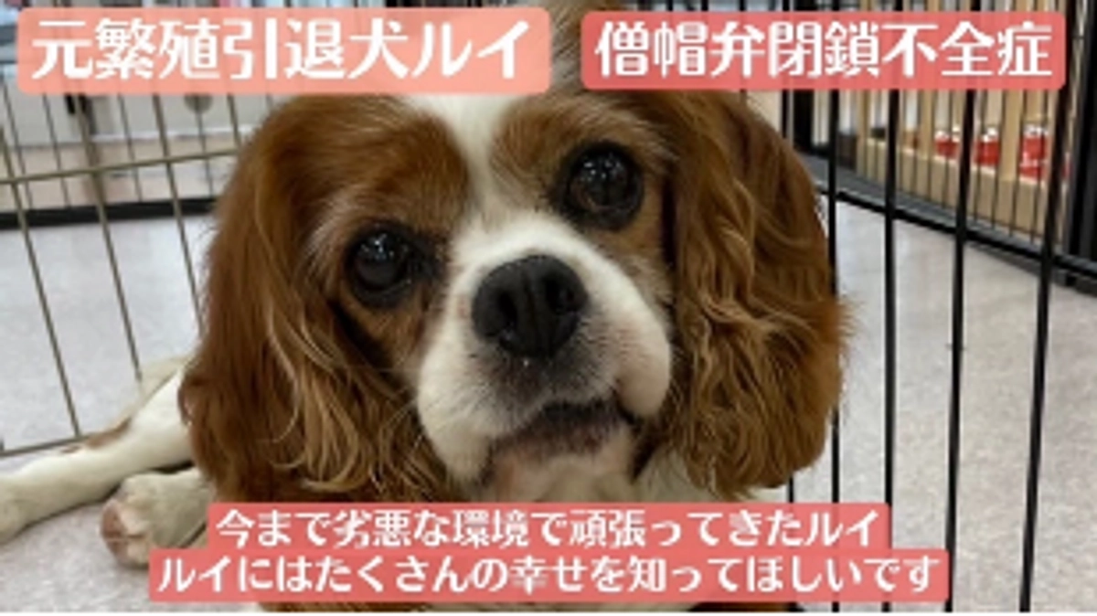 【ご報告】皆様のお陰でクラウドファウンディング達成する事ができました！！！