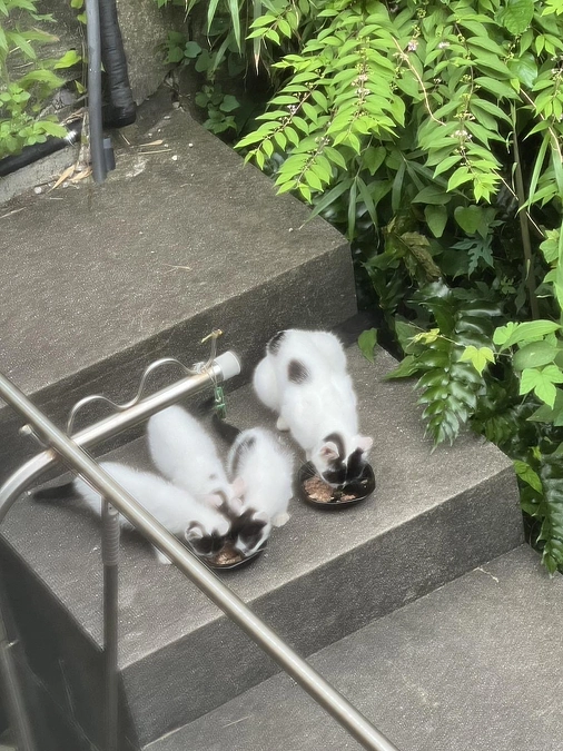 助けが必要な目の前にいる猫達に手を差し伸べるために