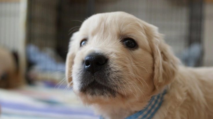 社会で支える盲導犬。視覚障害者のパートナー犬をもっと身近に！