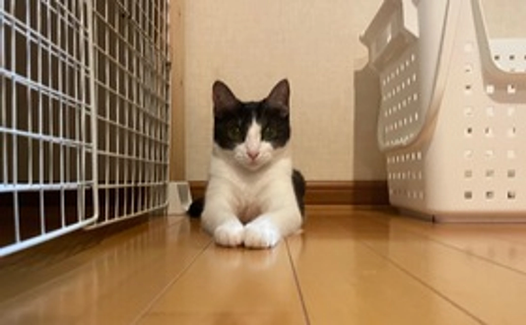 2、ひめの写真＋感謝のメール