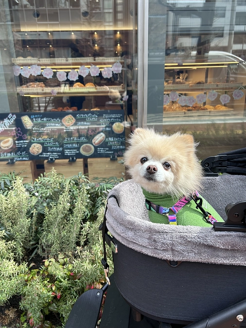 33/59 ☆ クッキーのやる気