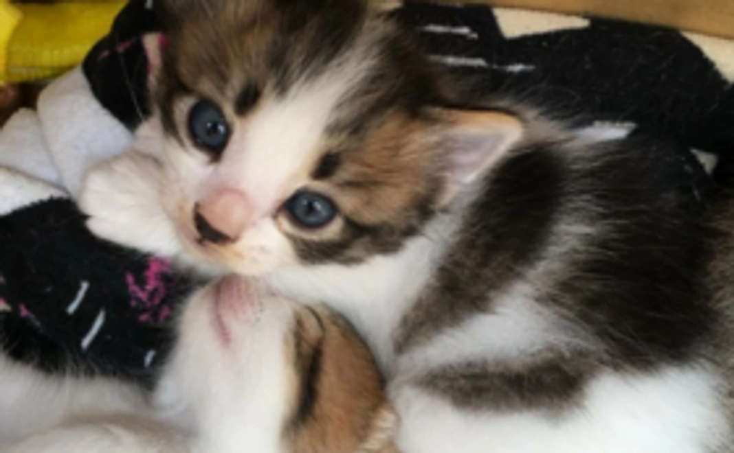 大きな愛の手に感謝