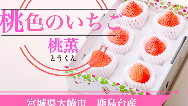 桃色のイチゴ ”桃薫” を愛する宮城から全国の皆様へ届けたい!