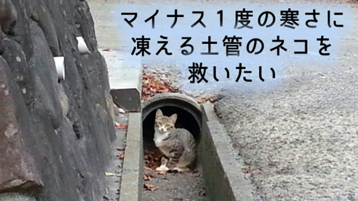 凍えながら命を繋いでいる、徳島県の土管に住むネコを守りたい！