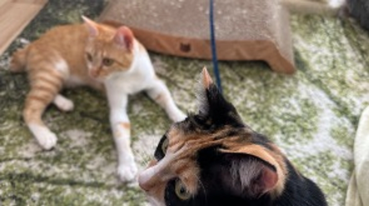 投薬64日目（プロジェクト開始24日目）