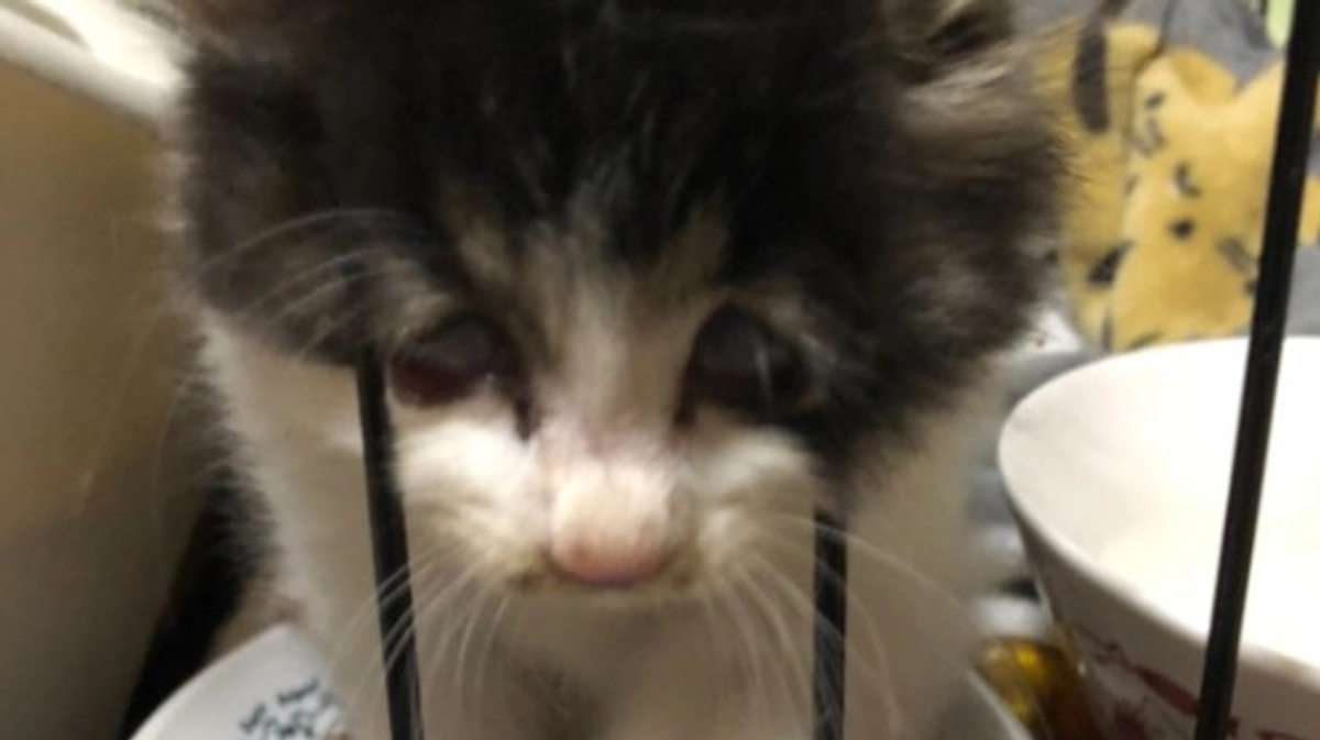 ついに卒業か！？トライアル決定の古株猫ちゃん