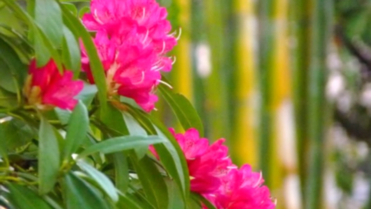 名古屋の真ん中に花の新名所『西洋シャクナゲの森』をつくりたい