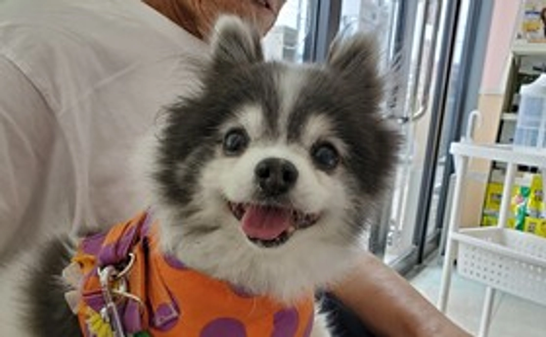 MikiJapanサポーター20000円コース