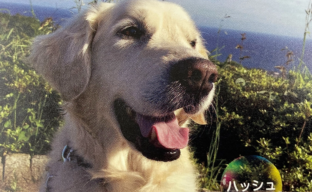 補助犬Ａコース