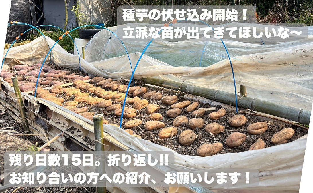 種芋の伏せ込みをしました！