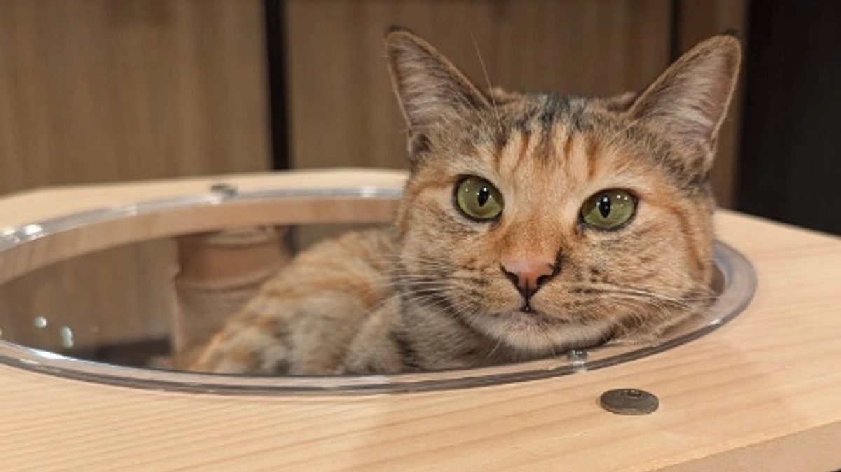 凛ちゃんトライアルに出発しました💨