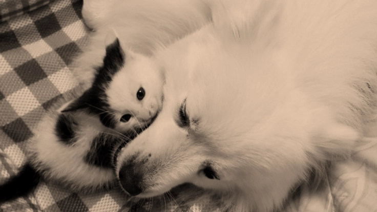 無駄に散る動物たちの命を繋げるための動物保護施設を作りたい!