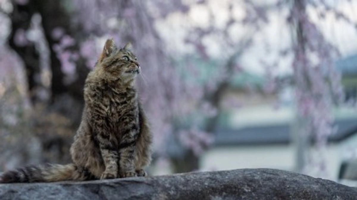 間に合いませんでしたが…昨日は１１月２２日でした！！