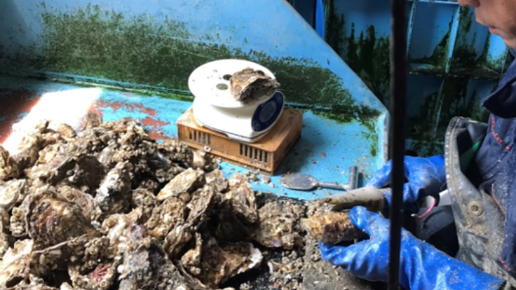 安心・安全にこだわり、まごころ込めた厚岸の牡蠣を届けたい