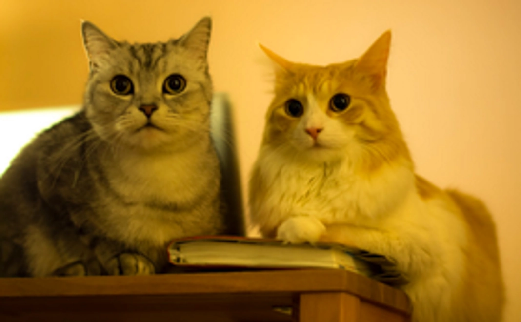 ねこカレンダー+限定エコバッグ