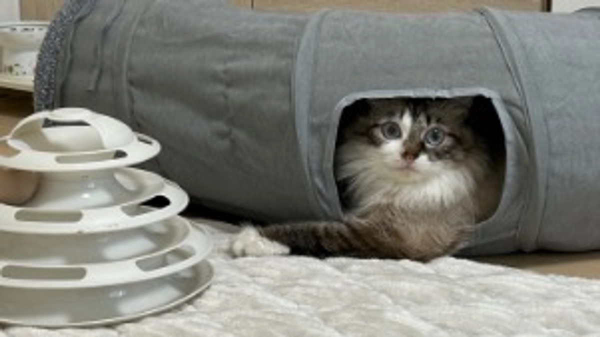 ゴマの近況報告