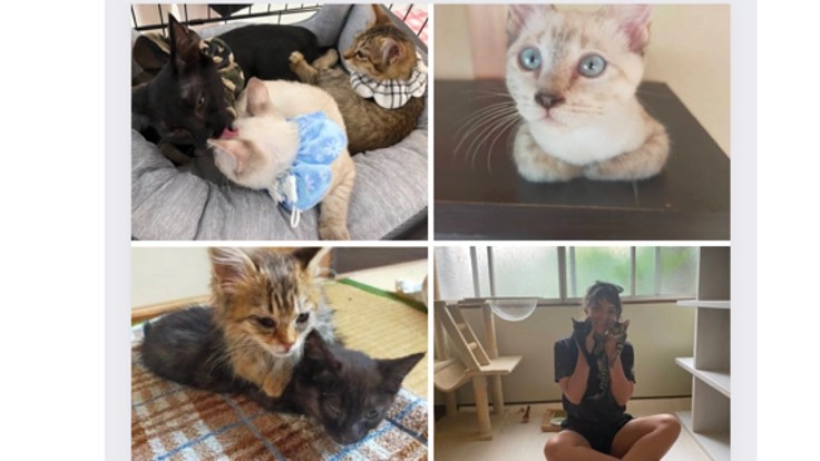 ケガや病気の子猫や動物のいのちを救いたい